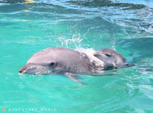 Pacific bottlenose calf, 2020, Adventure World