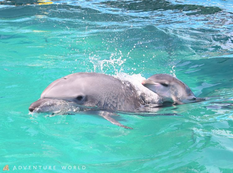 Pacific bottlenose calf, 2020, Adventure World