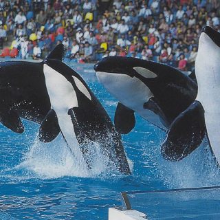 Four orcas breaching in a show, Adventure World, Japan