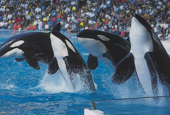 Four orcas breaching in a show, Adventure World, Japan