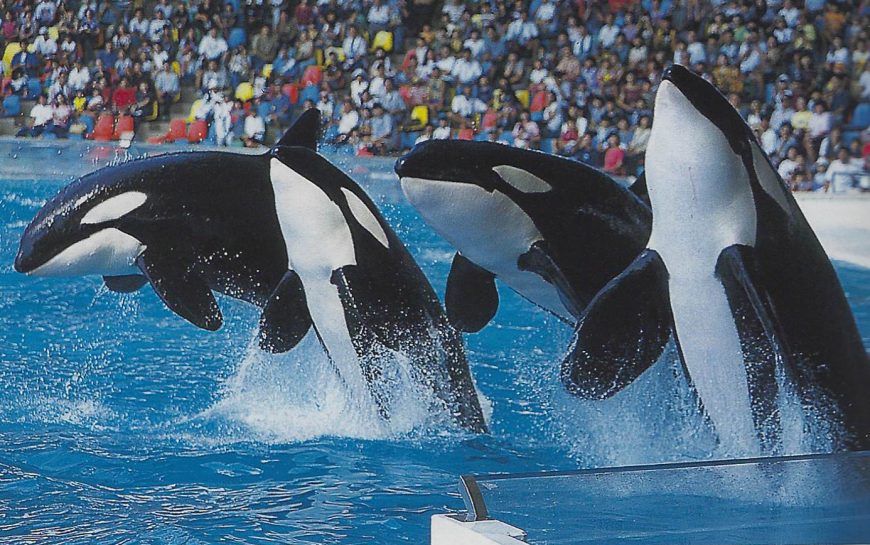 Four orcas breaching in a show, Adventure World, Japan