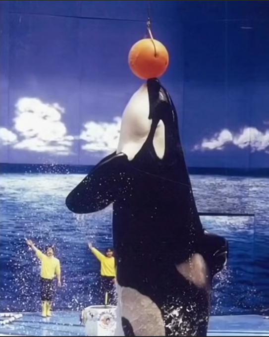 Benkei touching tethered ball, Adventure World 1980s
