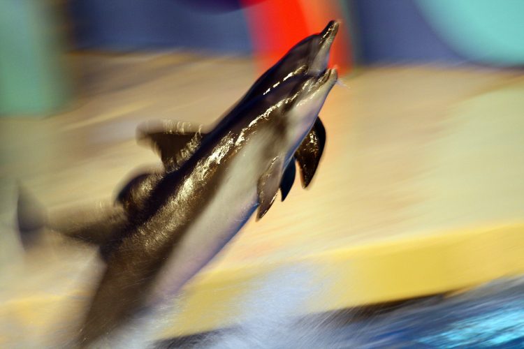 Two dolphins leaping, high blur