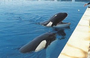 Killer whale Goro and Kyu waiting for ice