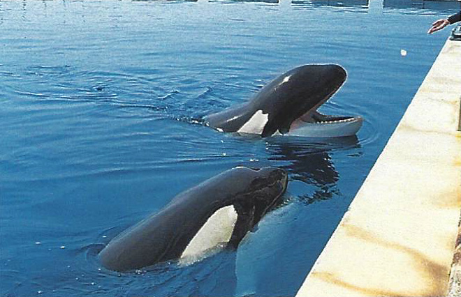 Killer whale Goro and Kyu waiting for ice