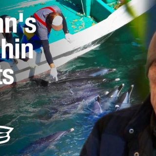 Inside Japan's Global Dolphin Trade VICE World News