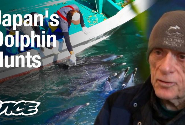 Inside Japan's Global Dolphin Trade VICE World News