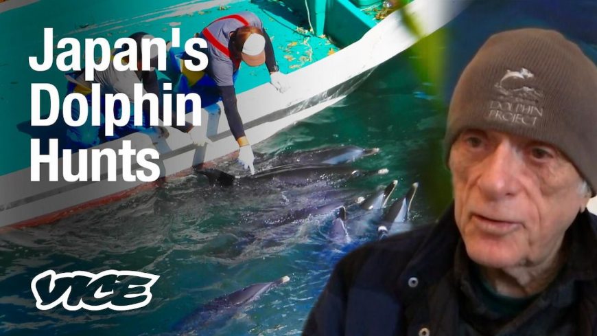 Inside Japan's Global Dolphin Trade VICE World News