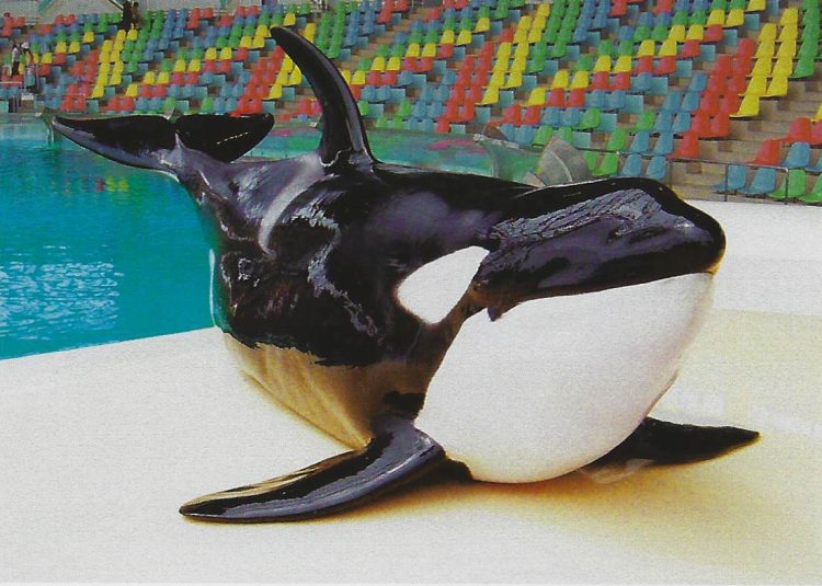 Killer whale Kyu, Adventure World, Shirahama, Japan