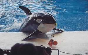 Kyu, killer whale, playing