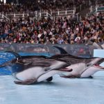 Pacific white-sided dolphins on slideout, Adventure World, Shirahama