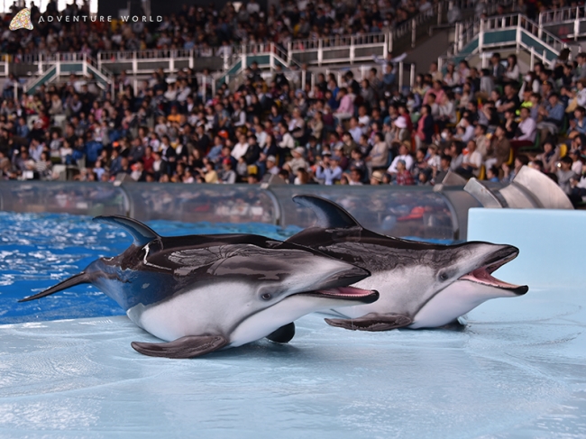 Pacific white-sided dolphins on slideout, Adventure World, Shirahama