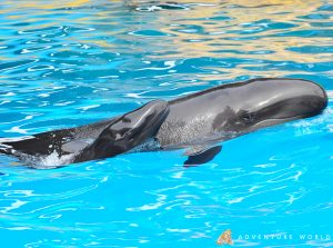 False killer whale with calf, Adventure World, 2019