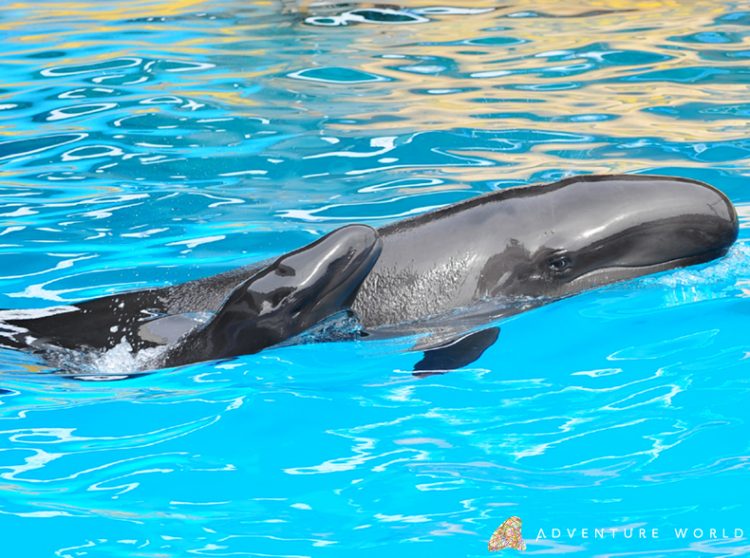 False killer whale with calf, Adventure World, 2019