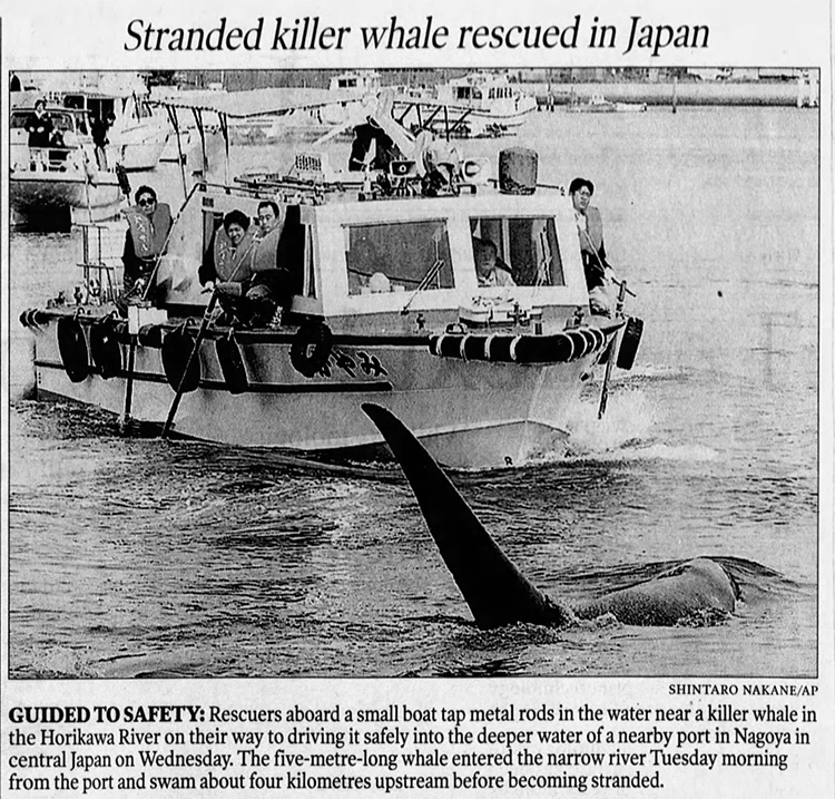 Wild killer whale in Nagoya, Japan, February 2000