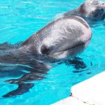 Risso's dolphins, Adventure World, Shirahama, Japan