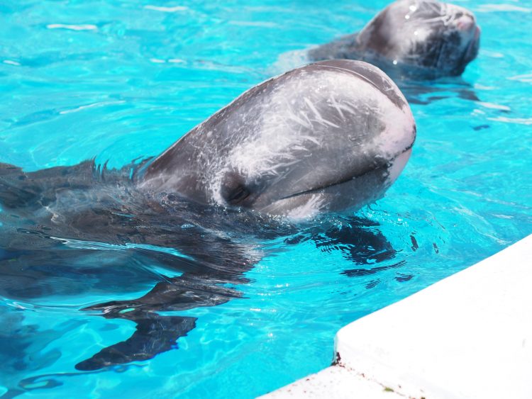 Risso's dolphins, Adventure World, Shirahama, Japan