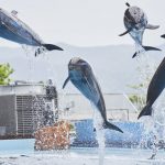 Leaping bottlenose dolphins at Adventure World, Shirahama