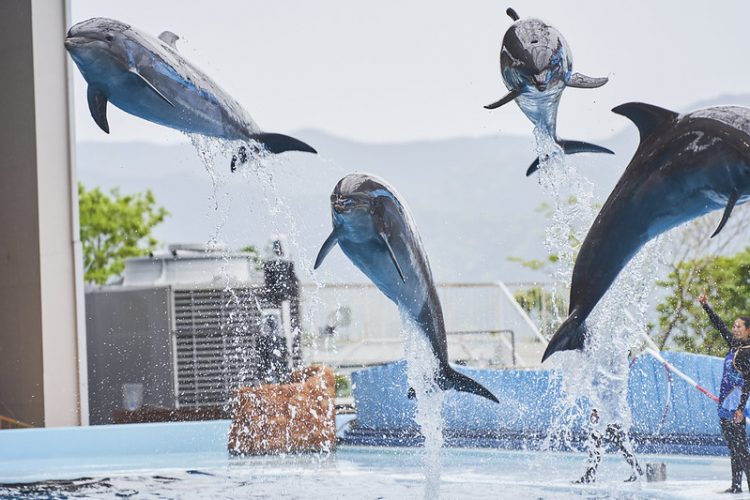 Leaping bottlenose dolphins at Adventure World, Shirahama