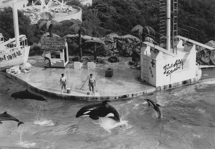 Hoi-Wai the orca leaping with other dolphin species at Ocean Park, Hong Kong