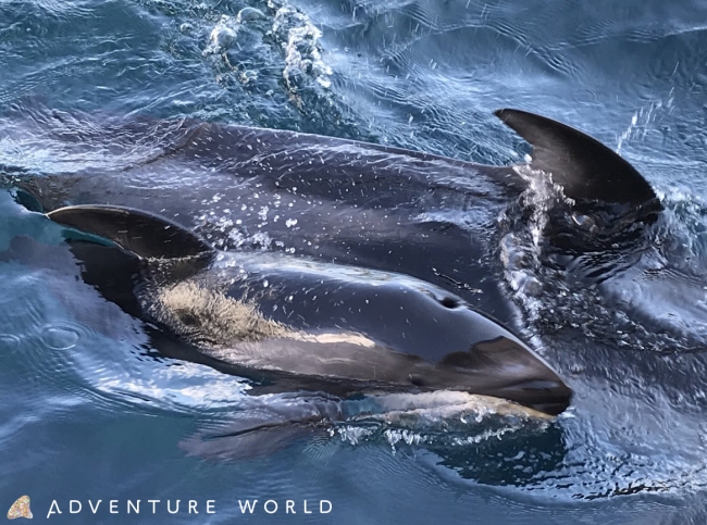 Adventure World Pacific white-sided dolphin calf