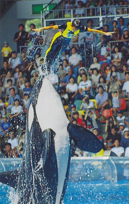 Ruka, killer whale, rocket-hop
