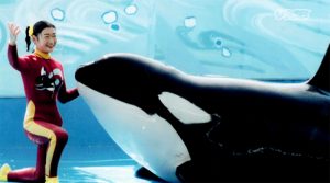 Goro, killer whale, Adventure World