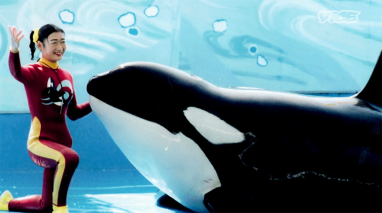 Goro, killer whale, Adventure World