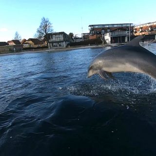 The dolphin named Yoda by researchers in Scotland has been living as a solitary dolphin off the coast of Denmark for over a year