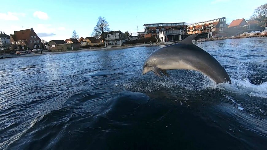 The dolphin named Yoda by researchers in Scotland has been living as a solitary dolphin off the coast of Denmark for over a year