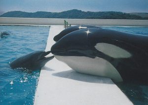 Goro and Kyu, killer whale, backpools