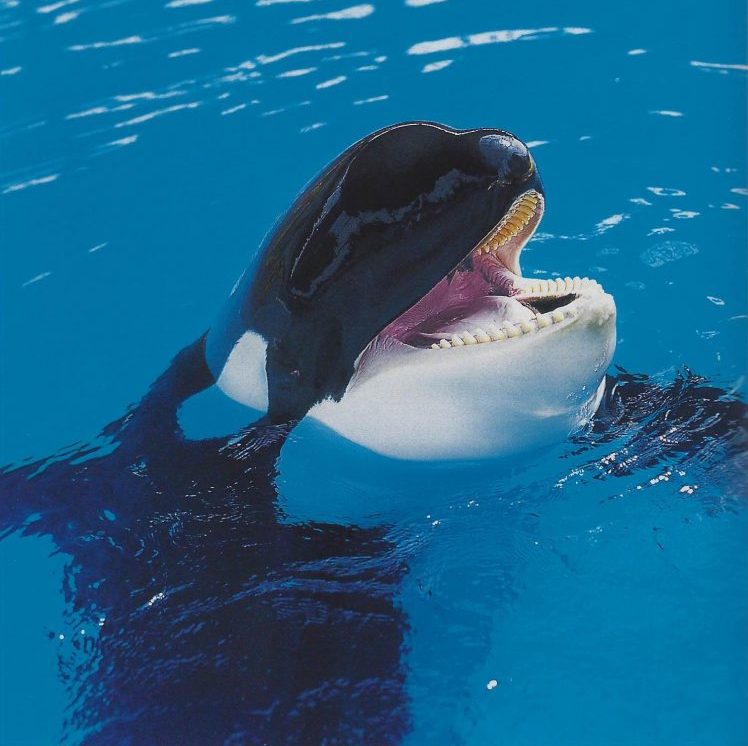 Ran, killer whale, Adventure World