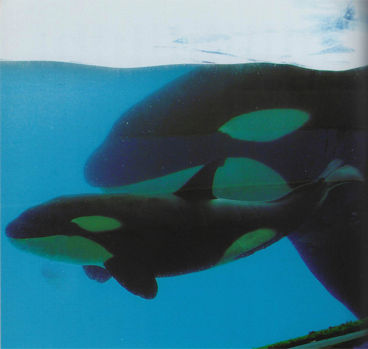 Kyu following Ran's calf, Adventure World, Shirahama, Japan