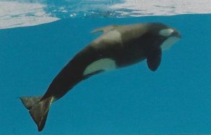Ran's calf, Adventure World, Shirahama