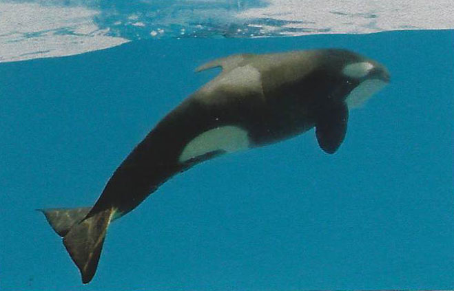 Ran's calf, Adventure World, Shirahama