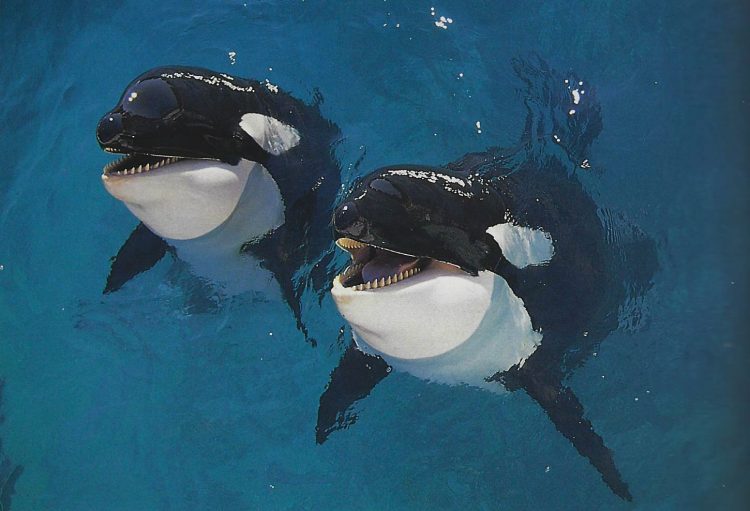 Goro and Ruka, killer whales, eyeing photographer