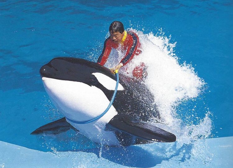 Ruka, killer whale at Adventure World, Shirahama, Japan
