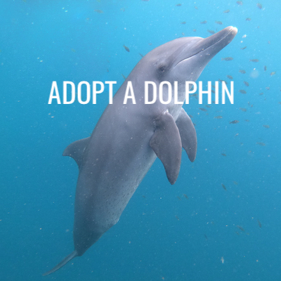 Adopt a Dolphin