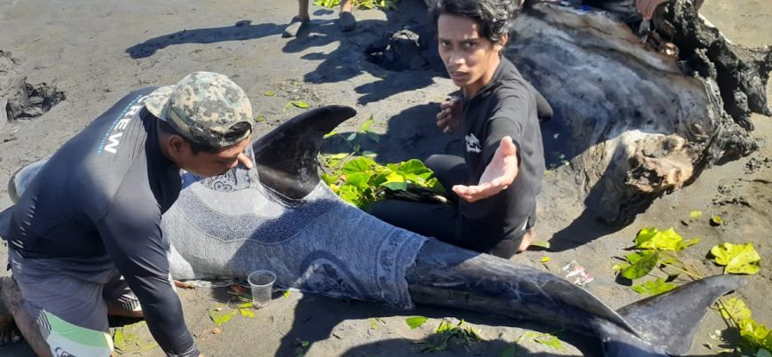Successful relocation and release of Risso’s dolphin, West Bali, Indonesia.