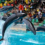 Leaping pod of false killer whales, Adventure World