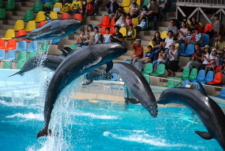Leaping pod of false killer whales, Adventure World