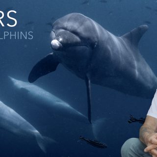 Dolphin Project: 51 Years Defending Dolphins Worldwide!