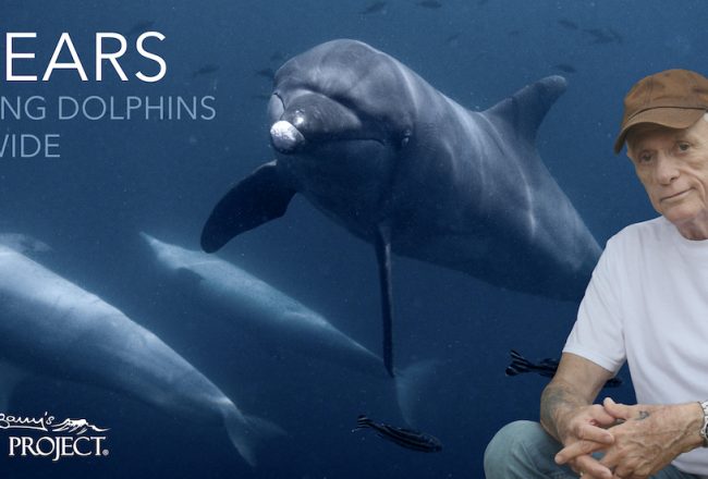 Dolphin Project: 51 Years Defending Dolphins Worldwide!
