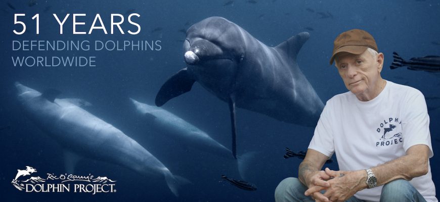 Dolphin Project: 51 Years Defending Dolphins Worldwide!