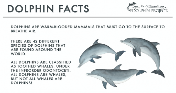 Dolphin Facts