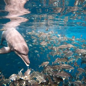 Johnny swims amongst fish at the Umah Lumba Center, Bali, Indonesia Johnny swims amongst fish at the Umah Lumba Center, Bali, Indonesia