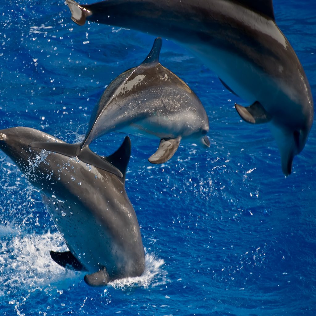 Breaching dolphins, Ocean Park Hong Kong