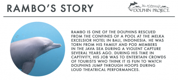 Rambo’s Story