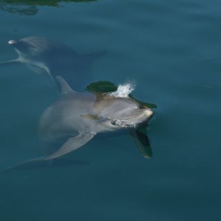 Rocky, Rambo and Johnny thrive at the Umah Lumba Dolphin Center, Bali, Indonesia