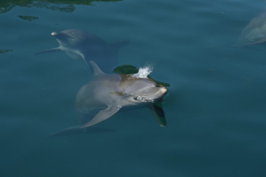 Rocky, Rambo and Johnny thrive at the Umah Lumba Dolphin Center, Bali, Indonesia